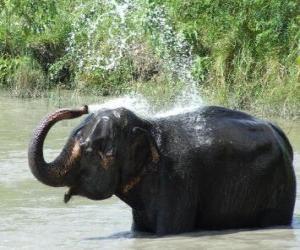 Puzzle Ντους του ελέφαντα - Ελέφαντας που ανανεώνει με το νερό μιας λίμνης κάτω από τον ήλιο της σαβάνας